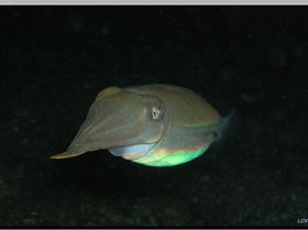 LoxPix Sub-Aqua Image