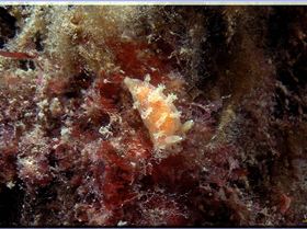 LoxPix Sub-Aqua Image