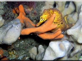 LoxPix Sub-Aqua Image