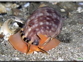 LoxPix Sub-Aqua Image