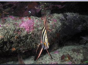 LoxPix Sub-Aqua Image