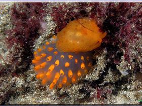 LoxPix Sub-Aqua Image