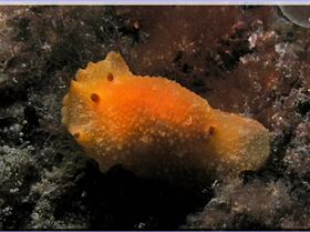 LoxPix Sub-Aqua Image