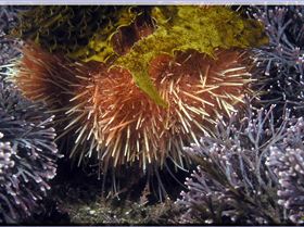 LoxPix Sub-Aqua Image