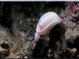 LoxPix Sub-Aqua Image