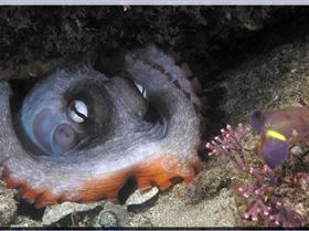 LoxPix Sub-Aqua Image