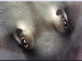 LoxPix Sub-Aqua Image