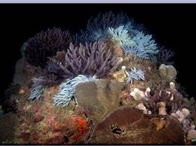 LoxPix Sub-Aqua Image