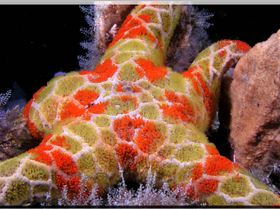 LoxPix Sub-Aqua Image