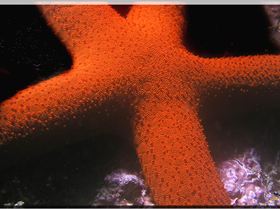 LoxPix Sub-Aqua Image