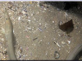 LoxPix Sub-Aqua Image