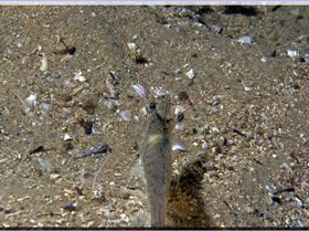 LoxPix Sub-Aqua Image