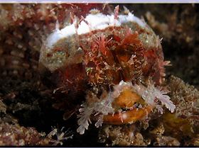 LoxPix Sub-Aqua Image