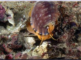 LoxPix Sub-Aqua Image