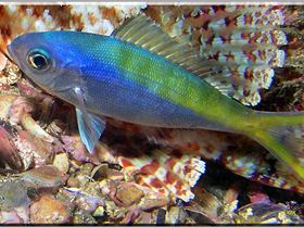 LoxPix Sub-Aqua Image