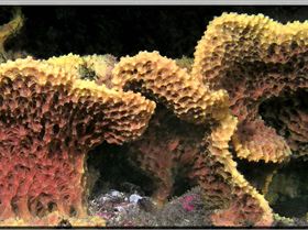 LoxPix Sub-Aqua Image