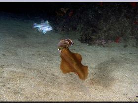 LoxPix Sub-Aqua Image