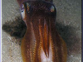 LoxPix Sub-Aqua Image