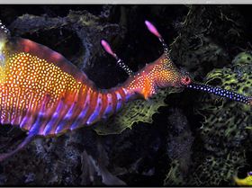 LoxPix Sub-Aqua Image