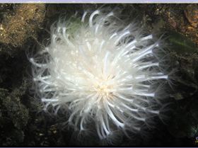 LoxPix Sub-Aqua Image