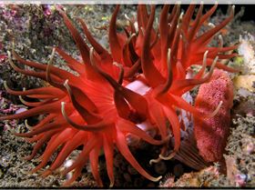 LoxPix Sub-Aqua Image