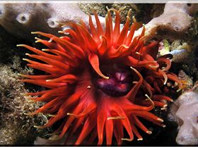 LoxPix Sub-Aqua Image