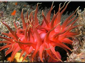 LoxPix Sub-Aqua Image