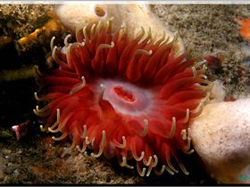 LoxPix Sub-Aqua Image