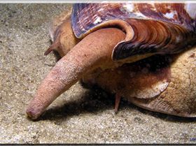 LoxPix Sub-Aqua Image