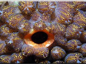 LoxPix Sub-Aqua Image