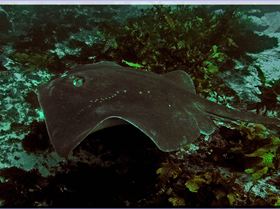 LoxPix Sub-Aqua Image