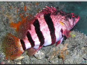 LoxPix Sub-Aqua Image