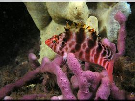 LoxPix Sub-Aqua Image