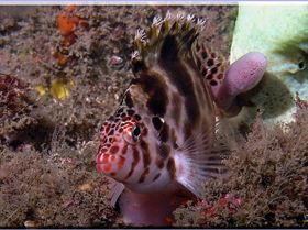 LoxPix Sub-Aqua Image