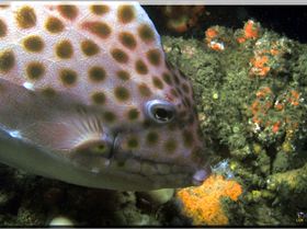 LoxPix Sub-Aqua Image