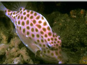 LoxPix Sub-Aqua Image