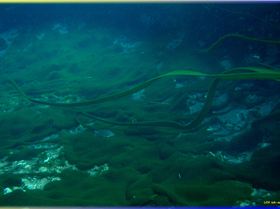 LoxPix Sub-Aqua Image