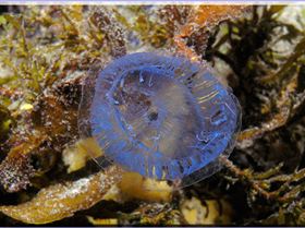 LoxPix Sub-Aqua Image