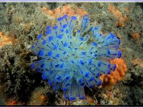 LoxPix Sub-Aqua Image