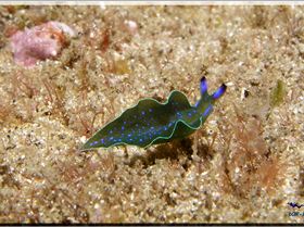 LoxPix Sub-Aqua Image