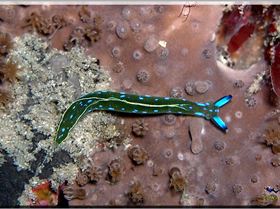 LoxPix Sub-Aqua Image