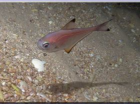 LoxPix Sub-Aqua Image