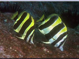 LoxPix Sub-Aqua Image