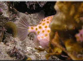 LoxPix Sub-Aqua Image