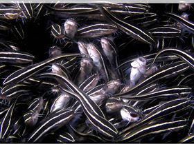 LoxPix Sub-Aqua Image