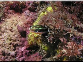 LoxPix Sub-Aqua Image