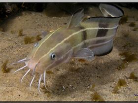 LoxPix Sub-Aqua Image