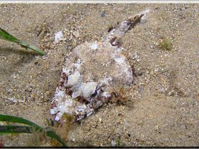 LoxPix Sub-Aqua Image