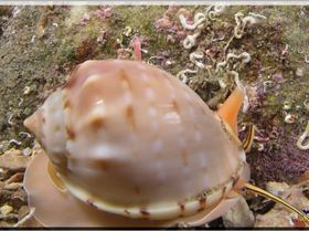 LoxPix Sub-Aqua Image