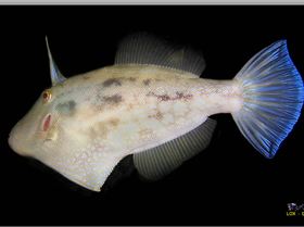 LoxPix Sub-Aqua Image